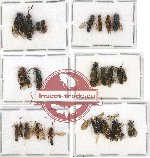 Scientific lot no. 117 Hymenoptera (25 pcs A, A-, A2)
