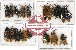 Scientific lot no. 116 Hymenoptera (20 pcs - 6 pcs A2)