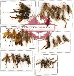 Scientific lot no. 112A Hymenoptera (32 pcs A, A-, A2)
