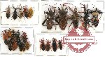 Scientific lot no. 180 Heteroptera (mainly Reduviidae) (22 pcs A-, A2)