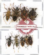 Scientific lot no. 182 Heteroptera (9 pcs A-, A2)