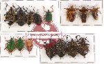 Scientific lot no. 188 Heteroptera (Pentatomidae) (15 pcs A-, A2)