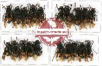 Scientific lot no. 84 Hymenoptera (20 pcs)