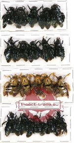 Scientific lot no. 82A Hymenoptera (Xylocopa spp.) (20 pcs)
