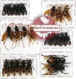 Scientific lot no. 106 Hymenoptera (23 pcs A, A2)