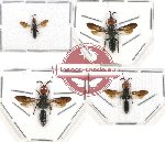 Scientific lot no. 95 Hymenoptera (4 pcs SPREAD)