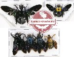 Scientific lot no. 79 Hymenoptera (Xylocopa spp.) (6 pcs - 2 pcs SPREAD)