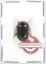 Blattodea sp. 38A (A2)