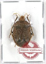 Pentatomidae sp. 16 (A2)