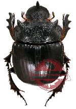 Heliocopris bucephalus