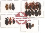 Scientific lot no. 178 Heteroptera (mainly Aradidae) (19 pcs)