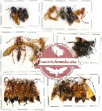 Scientific lot no. 115 Hymenoptera (22 pcs A, A-, A2)