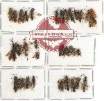 Scientific lot no. 118 Hymenoptera (36 pcs)