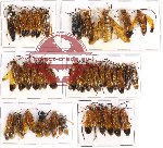 Scientific lot no. 111 Hymenoptera (36 pcs A, A-, A2)