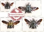 Scientific lot no. 120 Hymenoptera (Xylocopa spp.) (4 pcs A-, A)