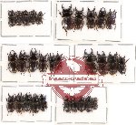 Scientific lot no. 16 Lucanidae (Aegus spp.) (30 pcs A-, A2)