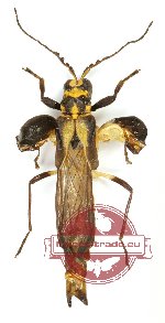 Cantharidae sp. 9