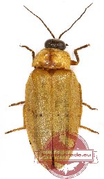 Lampyridae sp. 4