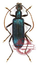 Lagriidae sp. 9