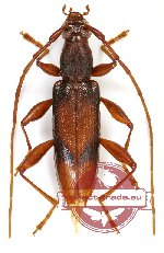 Cerambycidae sp. 55