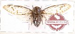 Cicada sp. 2 (10 pcs)