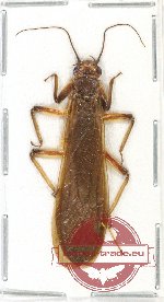 Plecoptera sp. 2 (A/A-)