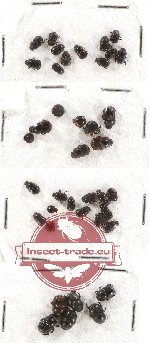 Scientific lot no. 337 Coprophaga (Onthophagus) (36 pcs)