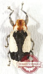 Curculionidae sp. 69
