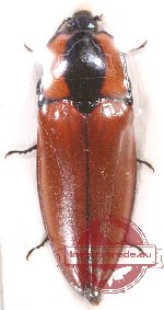 Campsosternus sp. 14 (A2)