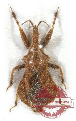 Heteroptera sp. 72 (A2)
