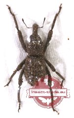 Curculionidae sp. 67