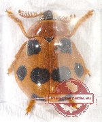Coccinelidae sp. 4
