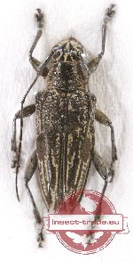 Trigonoptera sp. 4
