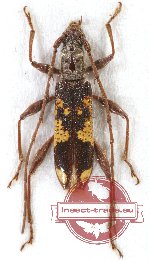 Coptocercus sp. 5