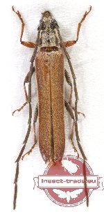 Cerambycidae sp. 60