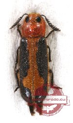 Cleridae sp. 15 (A2)