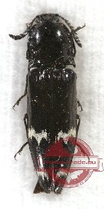 Elateridae sp. 28A