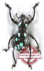 Curculionidae sp. 68
