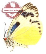 Chalcosia phalaenaria coliadoides (A-)