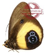 Taenaris bioculatus grisescens (A2)
