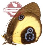 Taenaris bioculatus grisescens (A2)