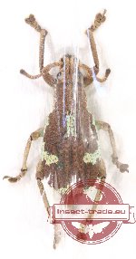 Curculionidae sp. 66 (A2)