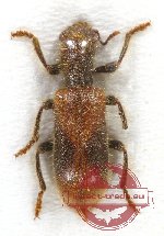 Cleridae sp. 17 (A2)