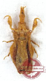 Heteroptera sp. 73