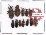 Scientific lot no. 273 Heteroptera (Aradiidae) (12 pcs A, A-, A2)