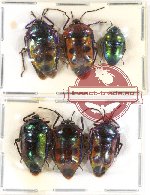Scientific lot no. 276 Heteroptera (Scutellarinae) (6 pcs A-, A2)
