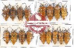 Scientific lot no. 204 Heteroptera (Pentatomidae) (17 pcs A, A-, A2)