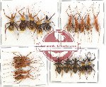 Scientific lot no. 278 Heteroptera (Reduviidae) (20 pcs A-, A2)