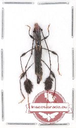 Camelocerambyx sp. 1 (A-)