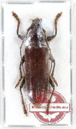Cerambycidae sp. 58